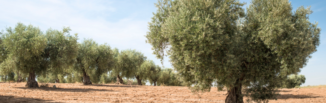 Reuse Header con immagine e testo