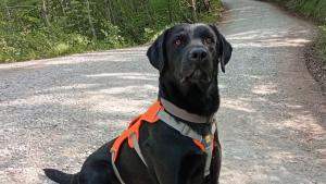 cane Ippolito cane Ippolito