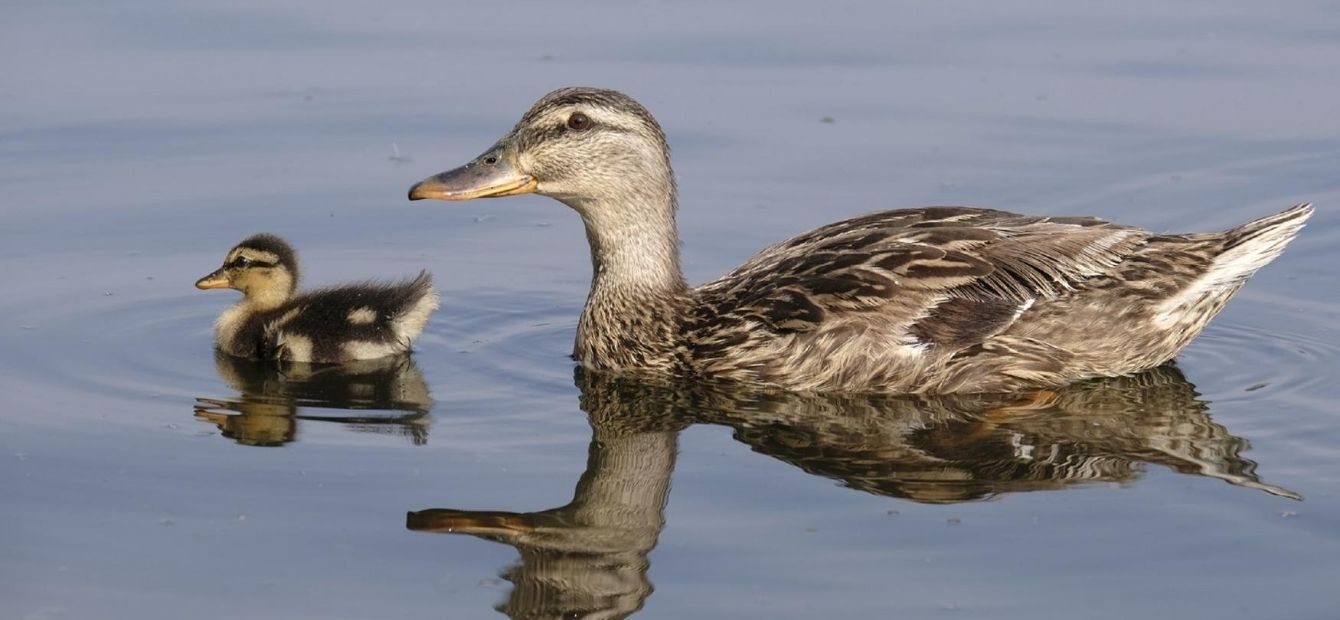 Nuove vite nel depuratore di Casamassima