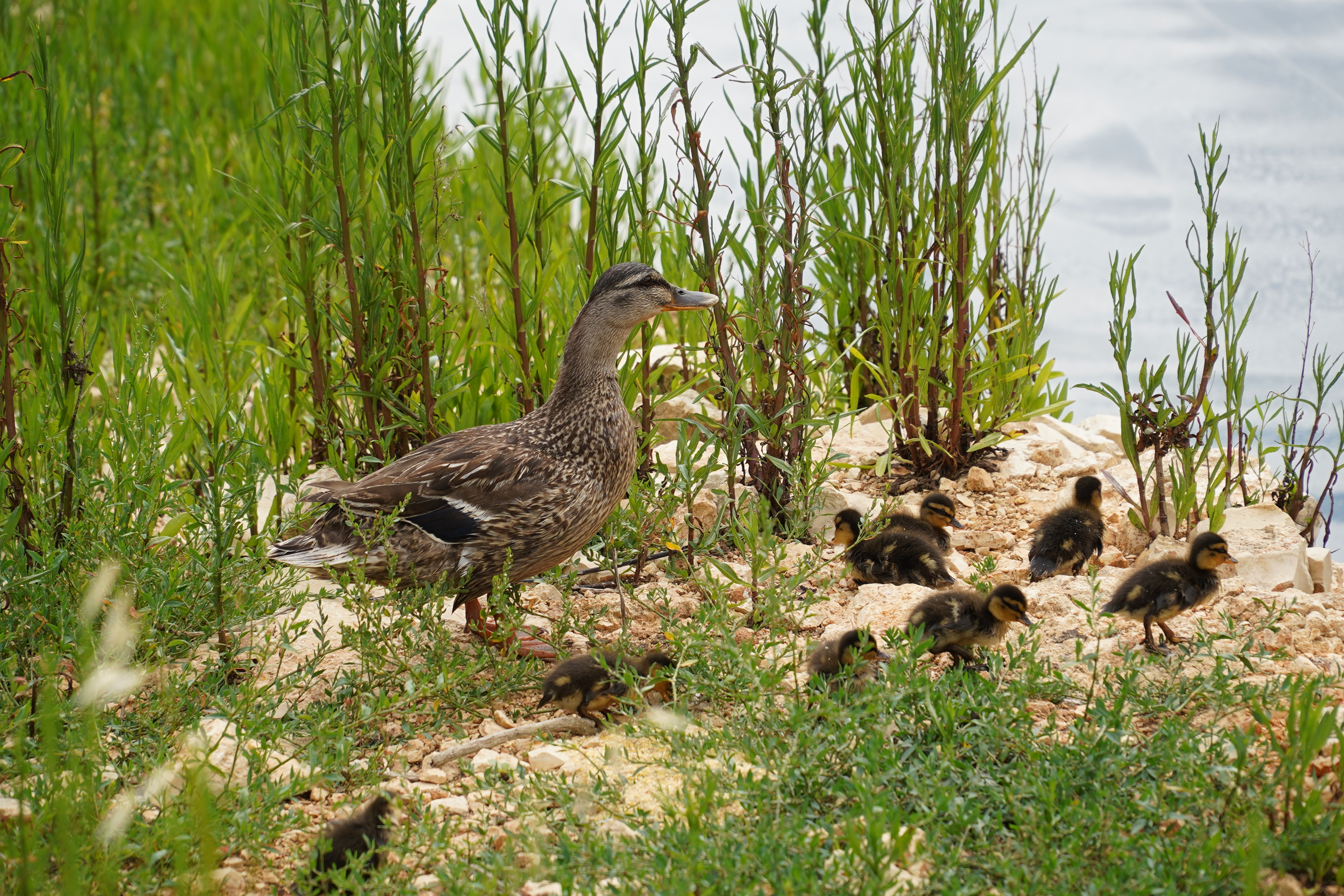 Germano reale impianto depurazione CS
