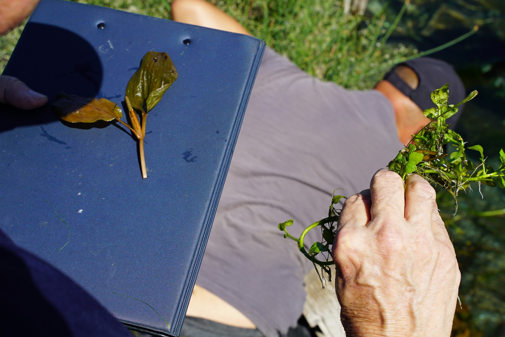 Dissalatore del Tara - vegetazione e flora
