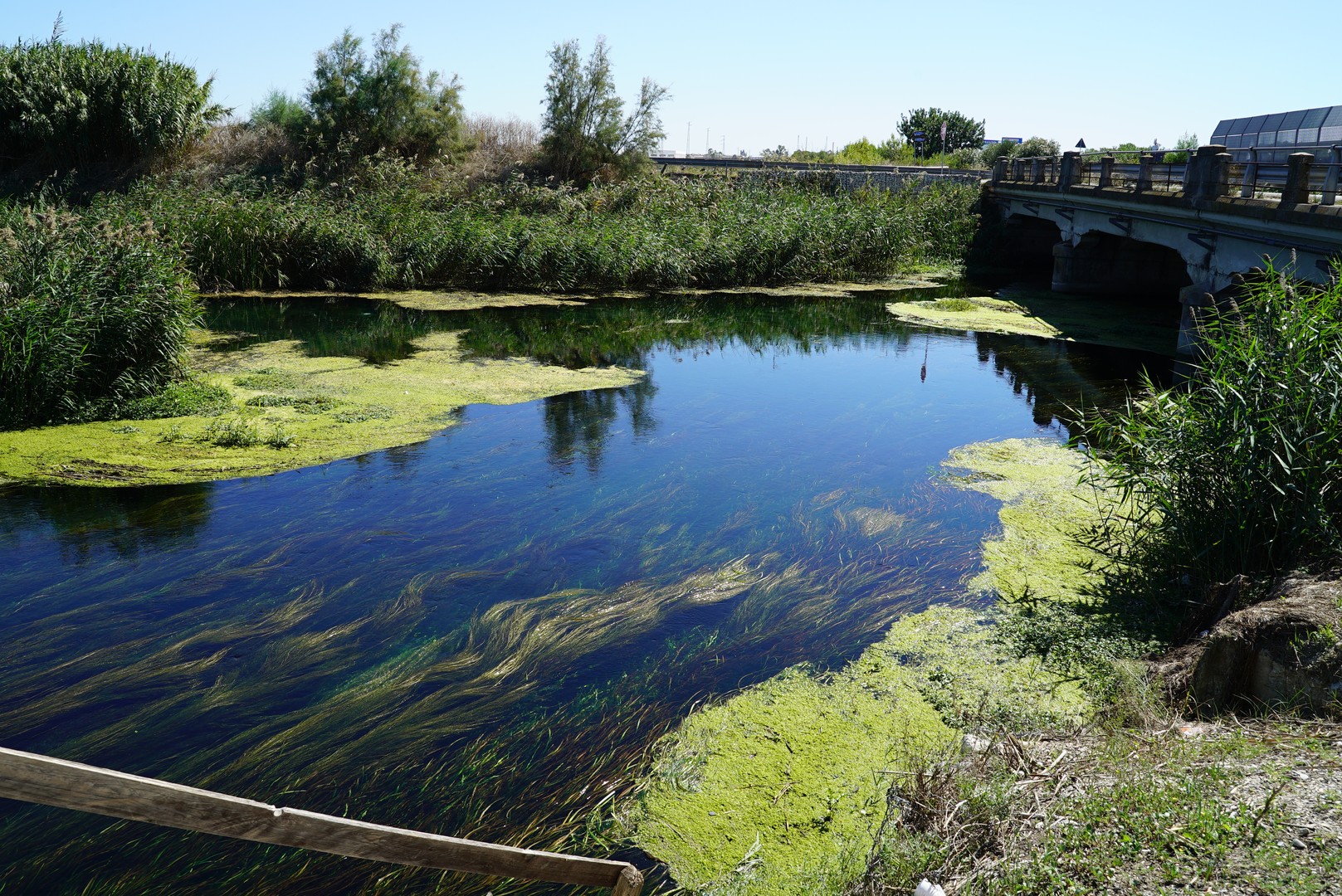 Dissalatore del Tara - vegetazione e flora
