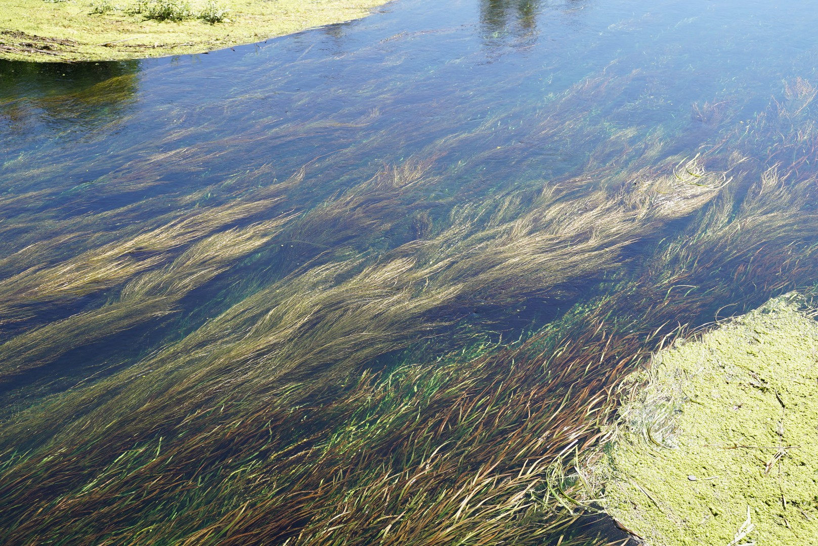 Dissalatore del Tara - vegetazione e flora