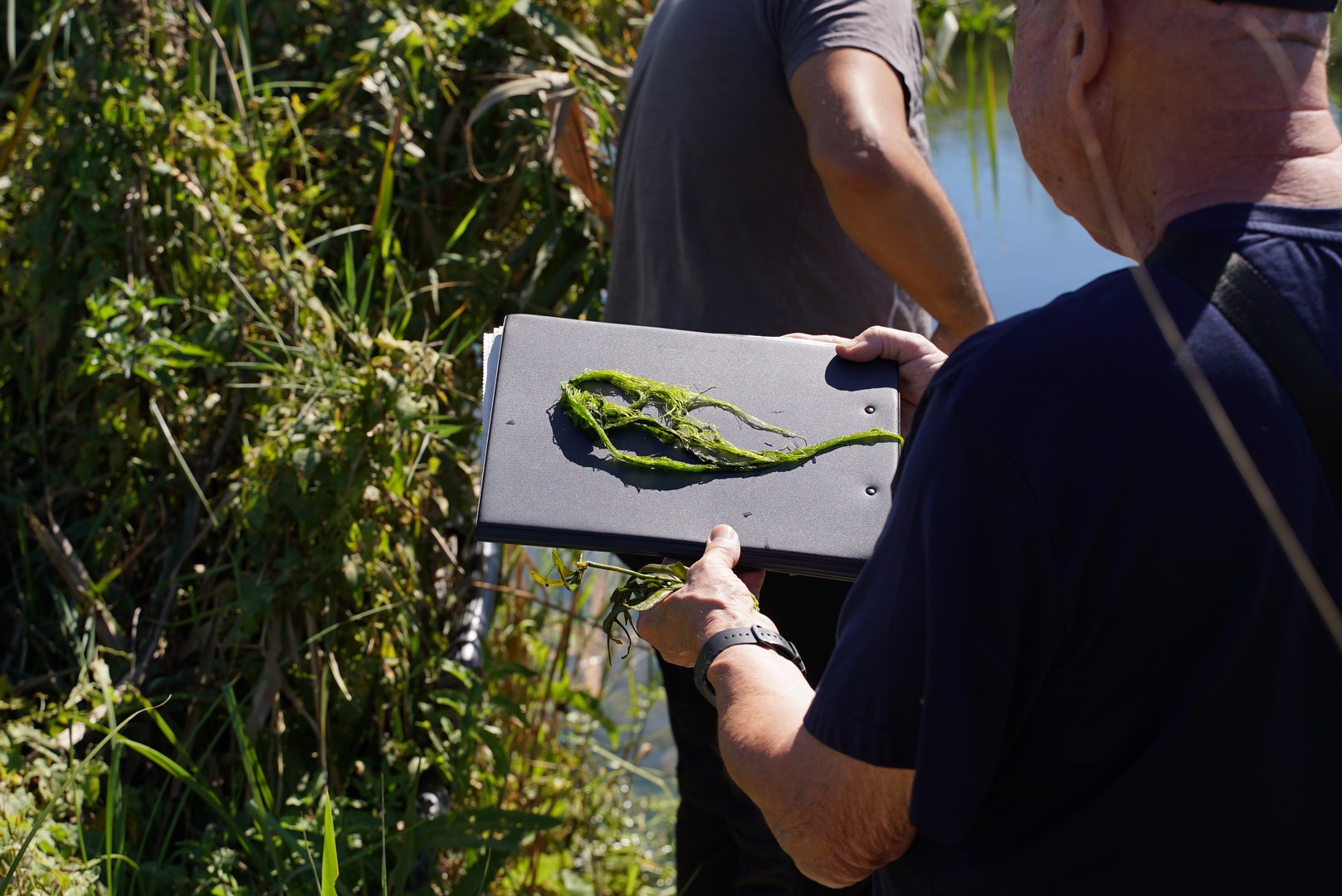 Dissalatore del Tara - vegetazione e flora
