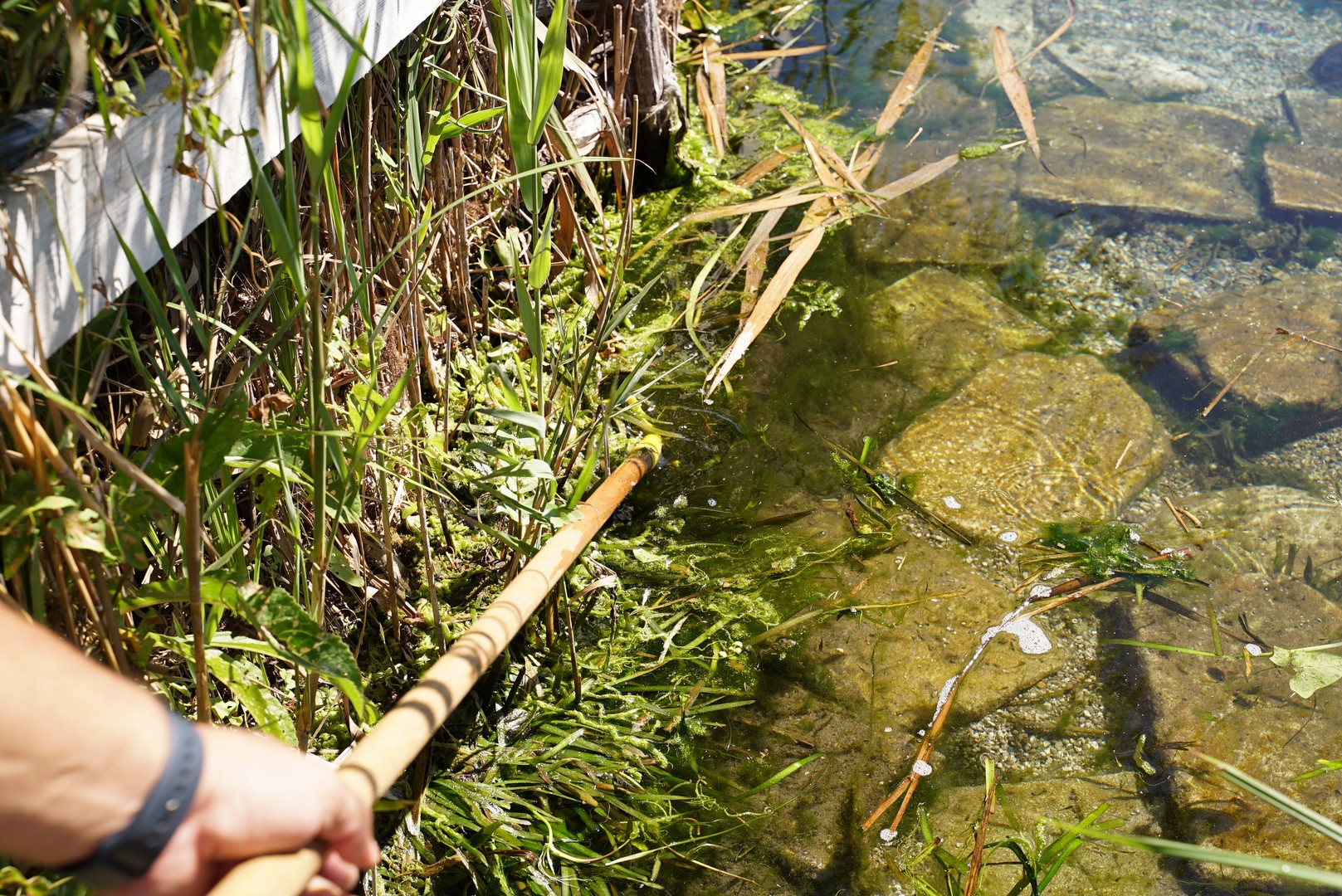 Dissalatore del Tara - vegetazione e flora