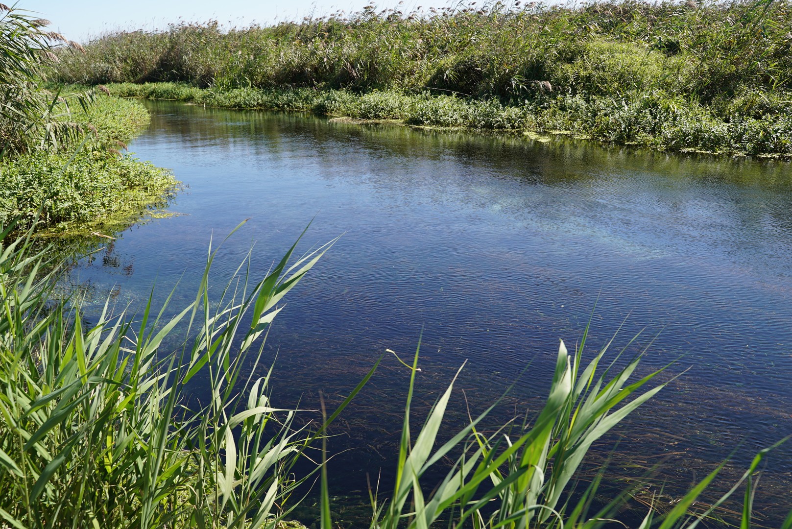 Dissalatore del Tara - vegetazione e flora