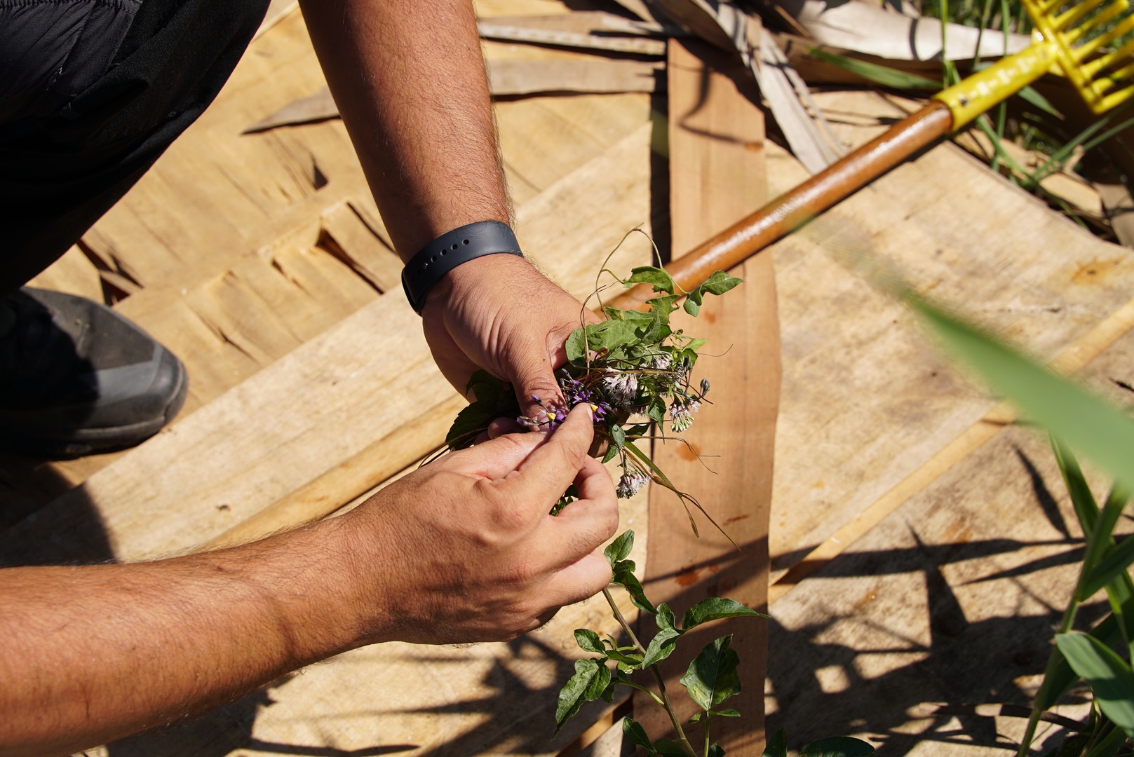 Dissalatore del Tara - vegetazione e flora