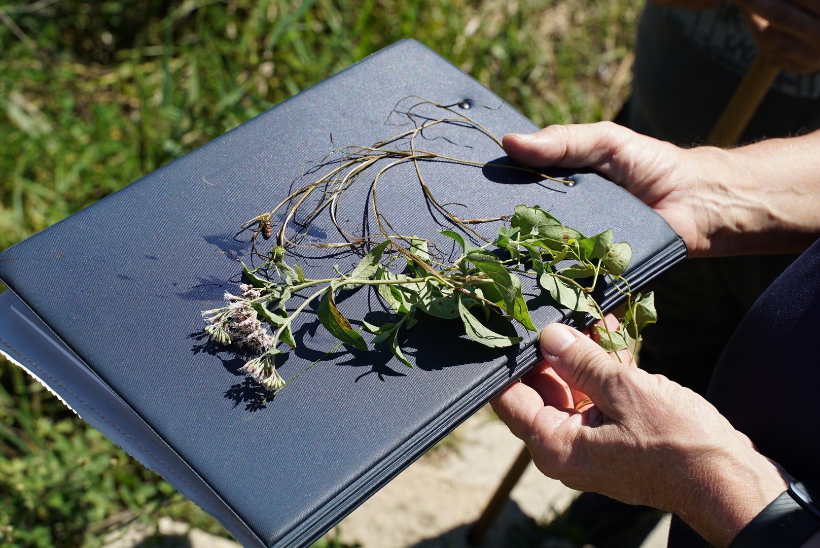 Dissalatore del Tara - vegetazione e flora