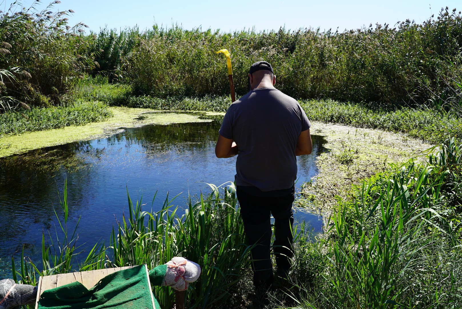 Dissalatore del Tara - vegetazione e flora