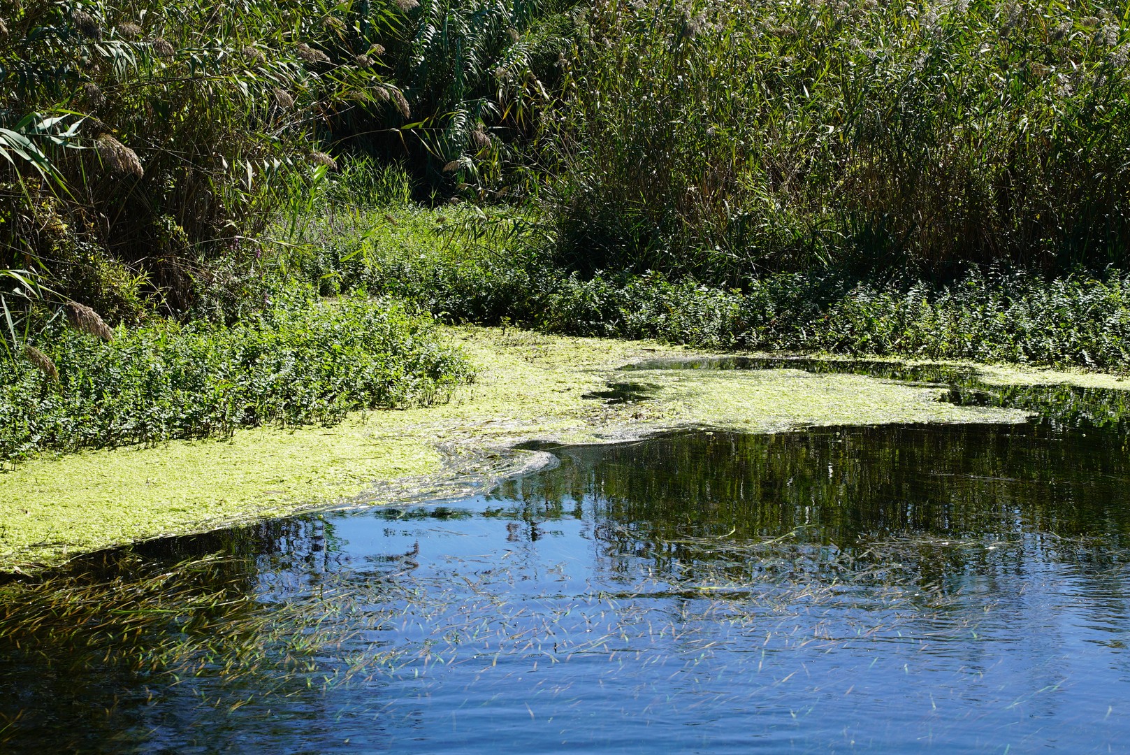 Dissalatore del Tara - vegetazione e flora