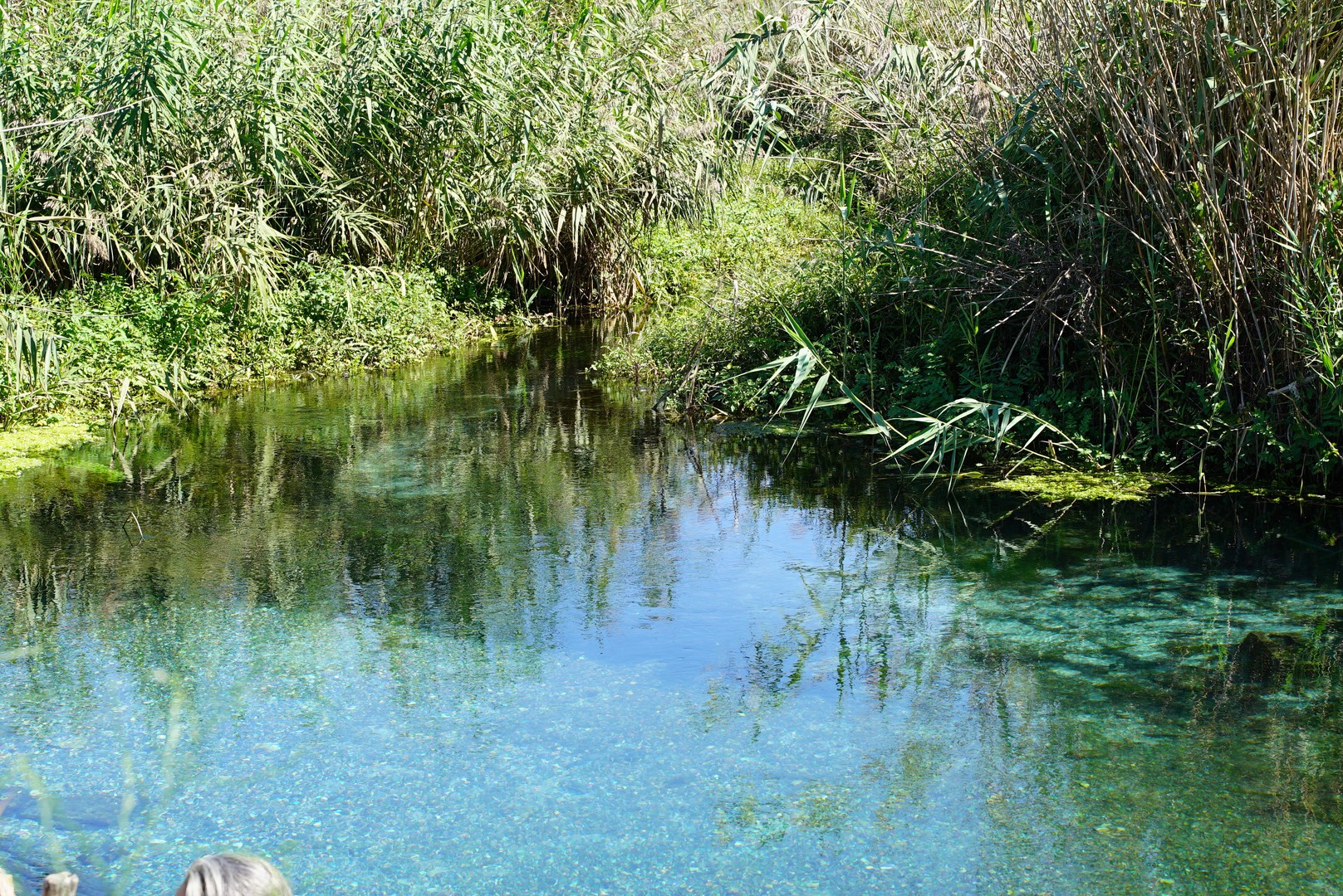 Dissalatore del Tara - vegetazione e flora