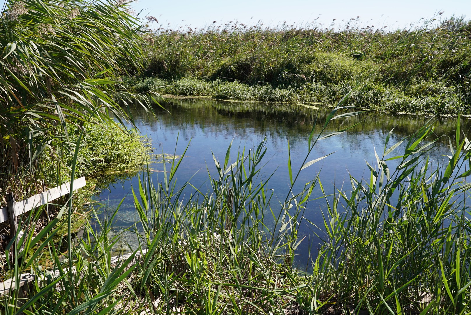 Dissalatore del Tara - vegetazione e flora