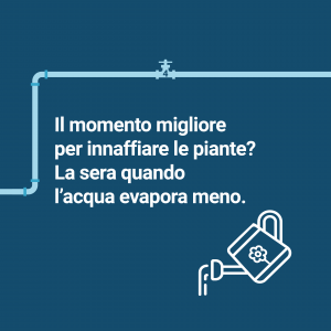 Innaffia le piante la sera