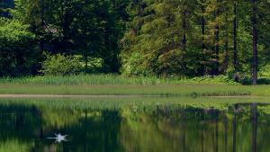 L'acqua e le foreste