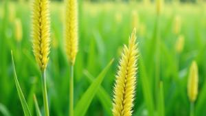 biolubridge Campo di grano