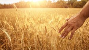 Spighe grano Mano che accarezza spighe di grano.