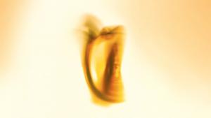 Notte della taranta 2025 Immagine raffigurante un tamburello