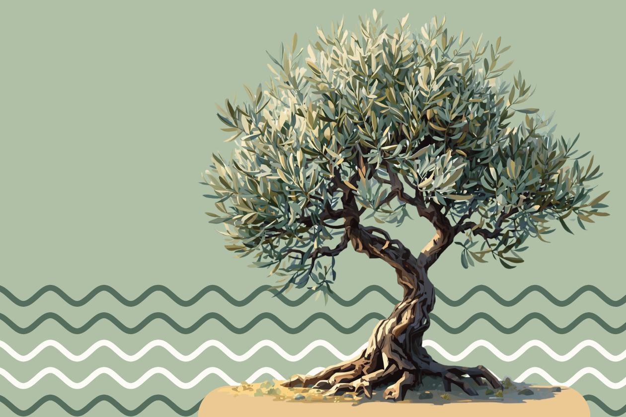Illustrazione con albero di ulivo